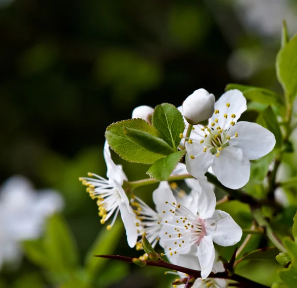 Blooming plum tree — Stock Photo, Image