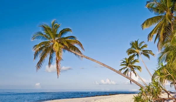 Strand op het tropische eiland Rechtenvrije Stockfoto's