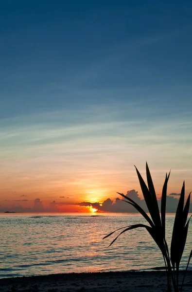 熱帯の島の夕日 ストックフォト
