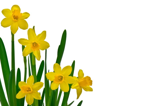 Daffodils amarelos Fotografia De Stock