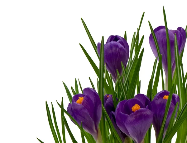 Violette Krokusse auf weißem Hintergrund Stockfoto