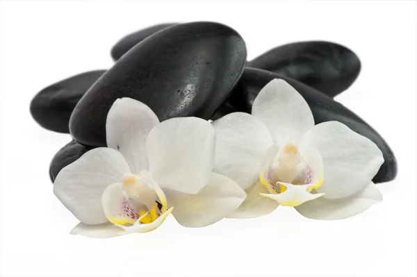 Weiße Orchideen vor schwarzen Steinen lizenzfreie Stockfotos