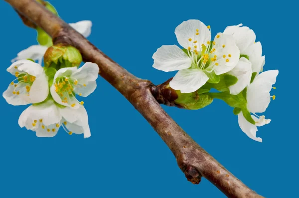 Квітучі вишневі Ліцензійні Стокові Зображення