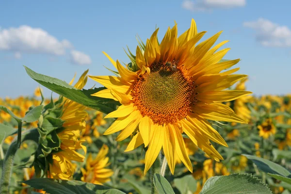 Stock image Sunflower