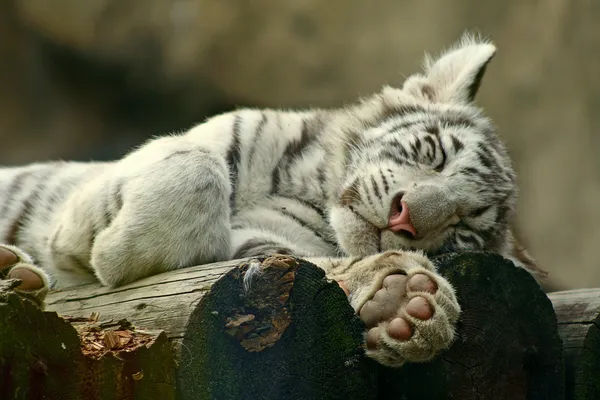 stock image Sliping albino tiger cub