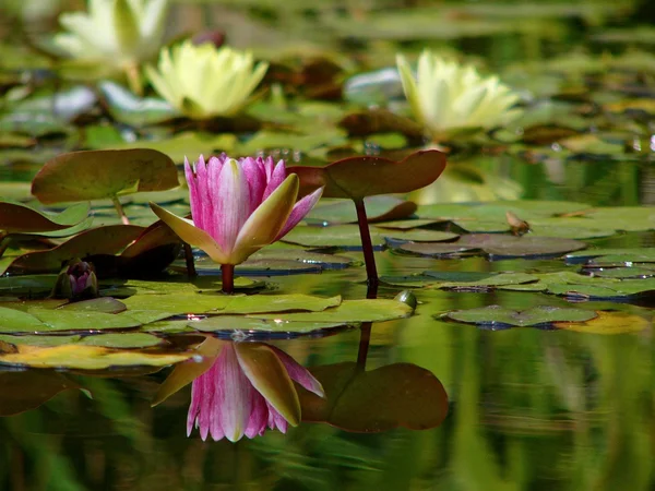 Botanik bahçesinde lilys