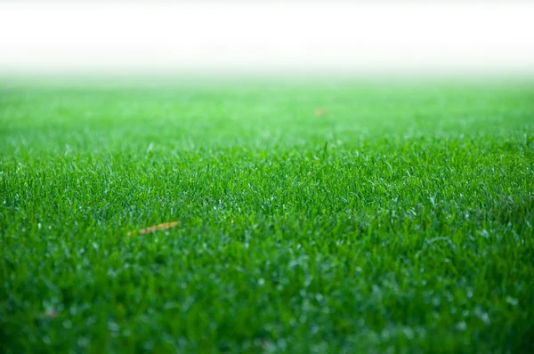 Stock image Fresh grass