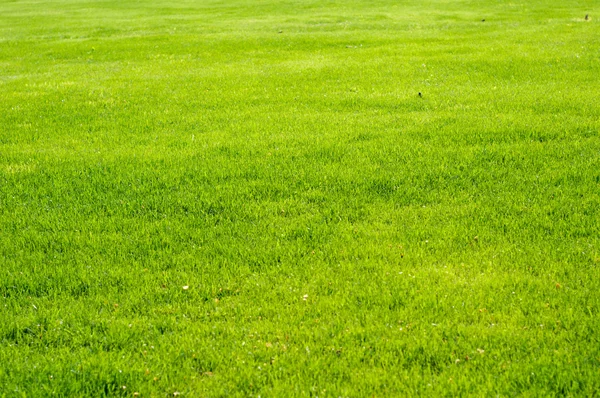 stock image Fresh grass