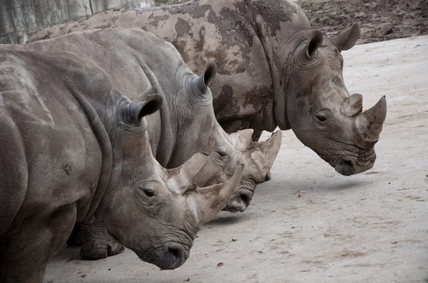 Three rhinoceros — Stock Photo, Image