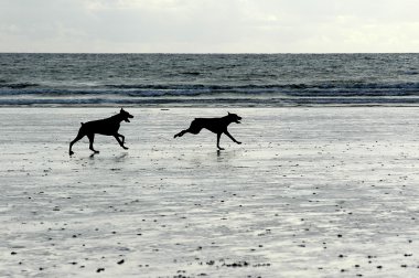 Köpekler sahilde koşuyor.