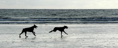 Köpekler sahilde koşuyor.