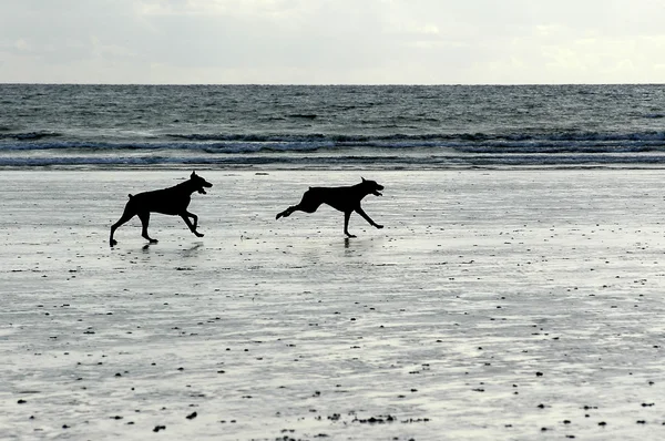 stock image Dogs running on the beach