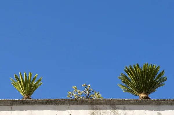 地中海の植物 — ストック写真