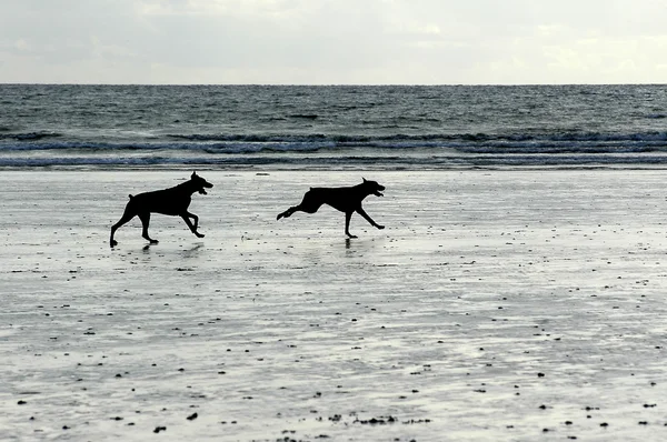 해변에서 뛰어다니는 개들 스톡 사진