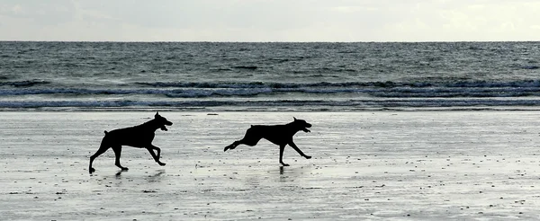 Cani che corrono sulla spiaggia Immagine Stock