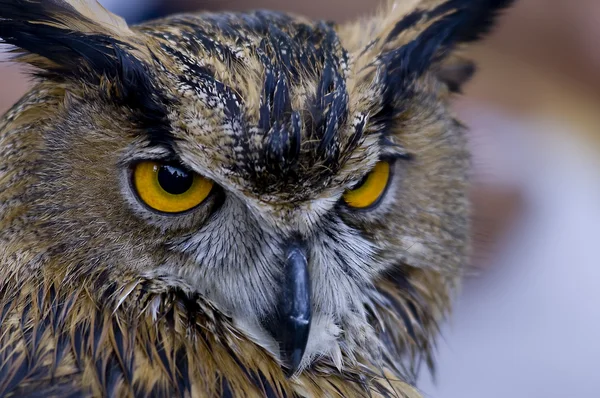 Stock image Eagle owl