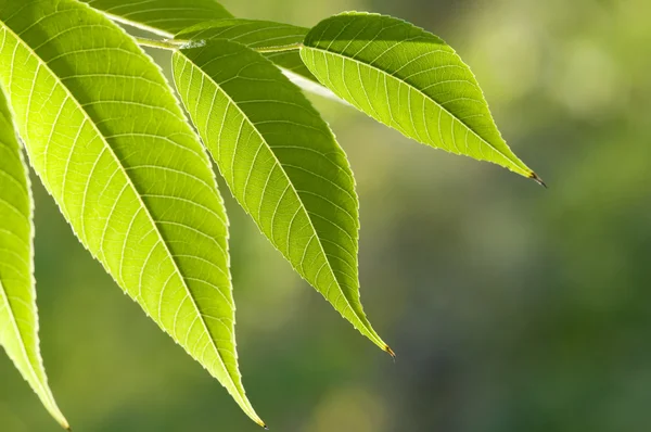 stock image Green Leaves