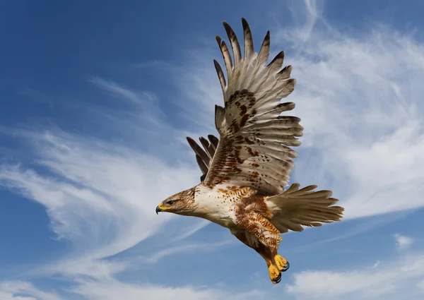 Falco ferruginoso Fotografia Stock