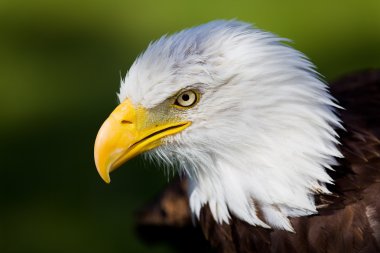 Eagle clipart