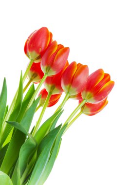 Tulip bouquet clipart