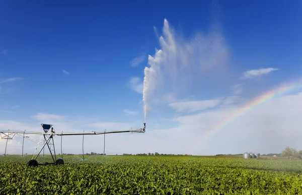 Arco-íris de irrigação — Fotografia de Stock