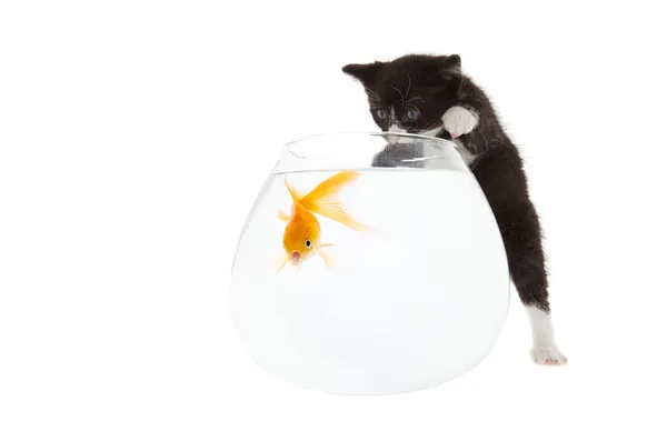 Kätzchen und Fische — Stockfoto
