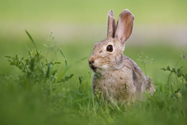 stock image Wild rabbit