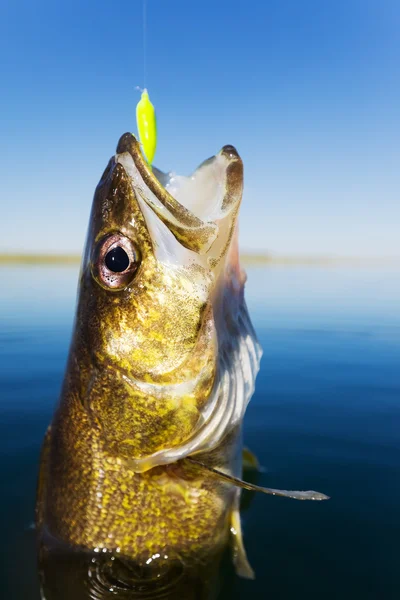Walleye-Fischen — Stockfoto