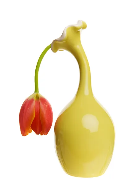 Tulipa-branca — Fotografia de Stock