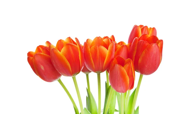 Тюльпани, ізольовані — стокове фото
