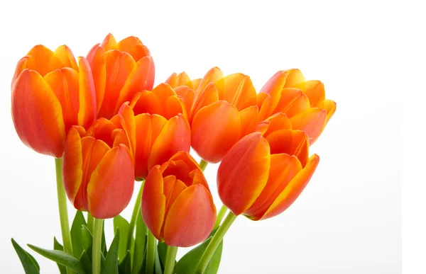多彩 tulips.jpg — 图库照片