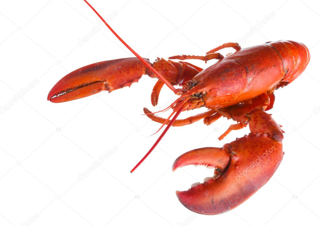 Lobster on white