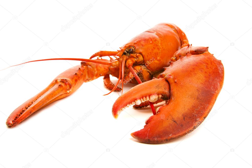 Lobster cooked