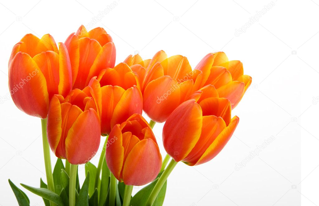 Colorful tulips.jpg