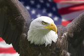amerikanischer Adler mit Fahne