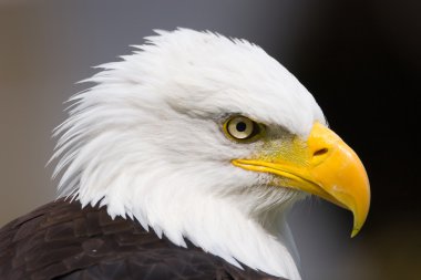 Proud Eagle clipart