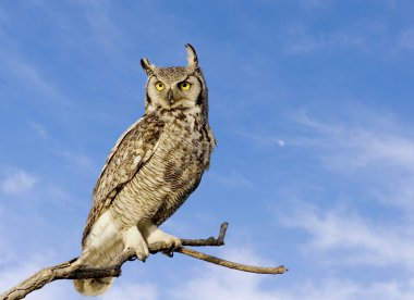 Great horned owl clipart