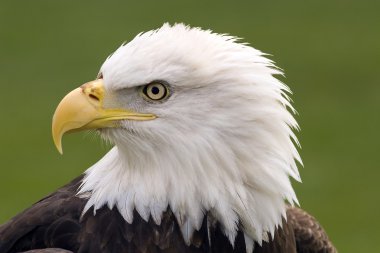 Bald eagle portrait clipart