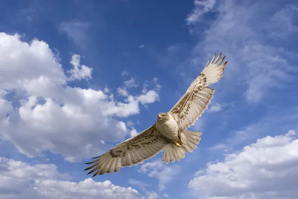 Hawk vlucht — Stockfoto