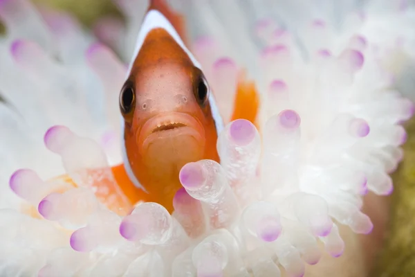 Palhaço em Sea Anemone — Fotografia de Stock