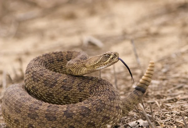 Гремучая змея — стоковое фото