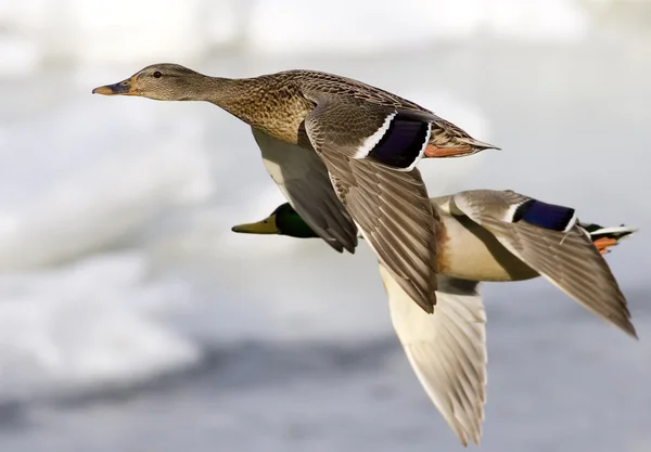 Ducks in flight — Stock Photo, Image