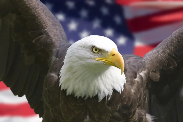 Águila americana con bandera Imagen De Stock