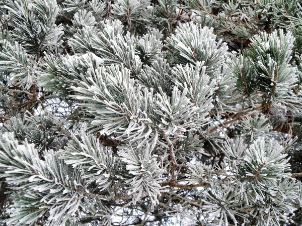 stock image Winter forest