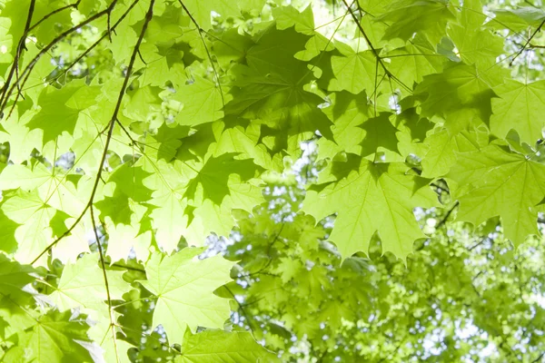 stock image Maple leaves