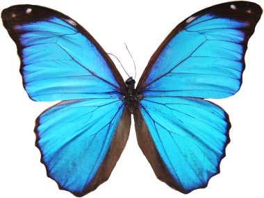 Blue butterfly clipart