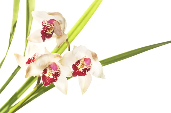 Orhidee — Fotografie, imagine de stoc