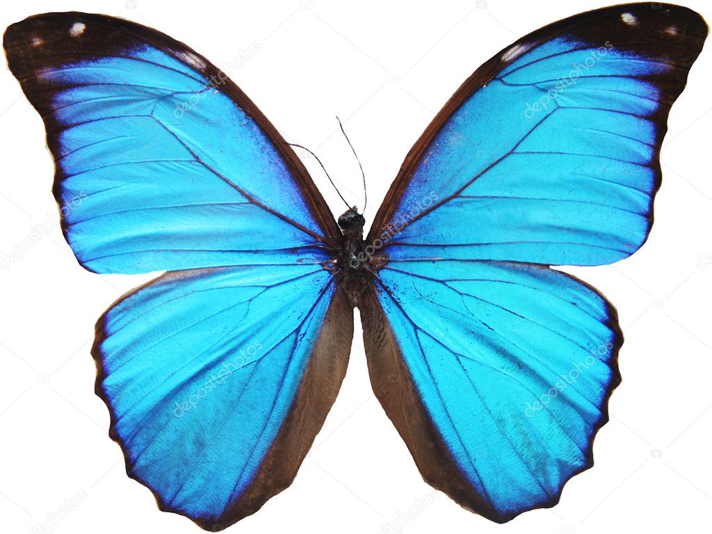 Метелик: картинки, стокові Метелик фотографії, зображення | Скачати з Depositphotos®