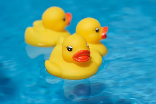 橡胶鸭子游泳 — 图库照片