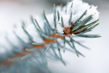 Mavi ladin kar köknar